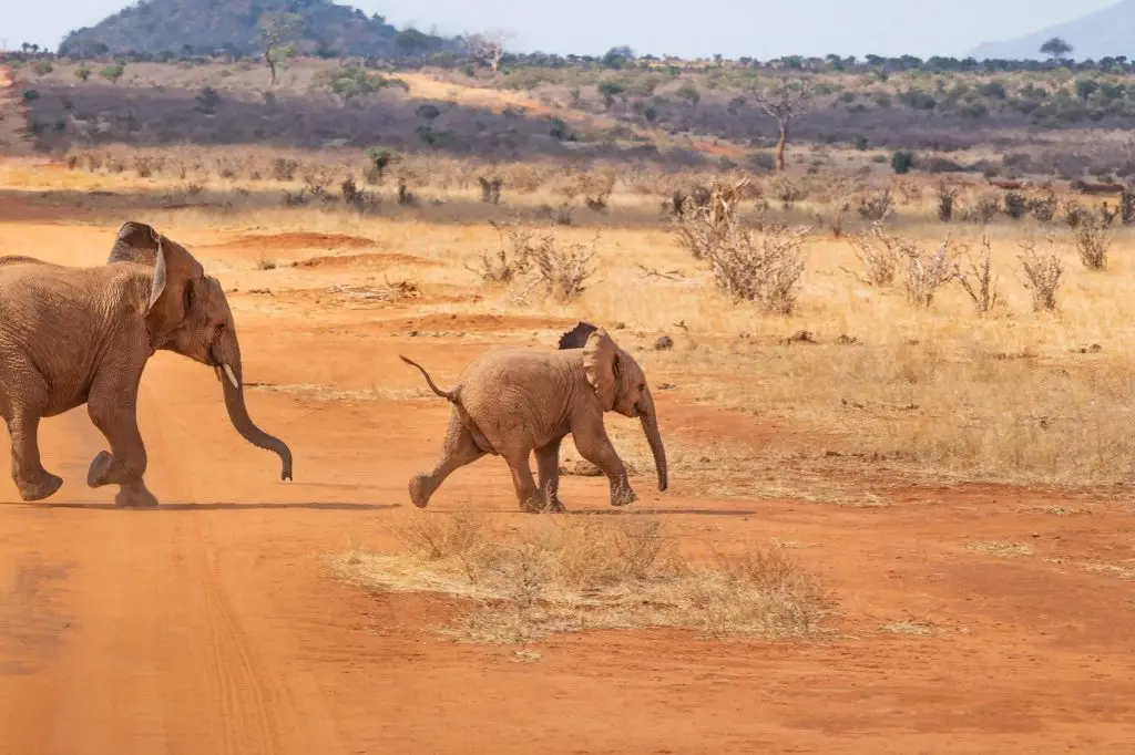 safari, elephant, landscape