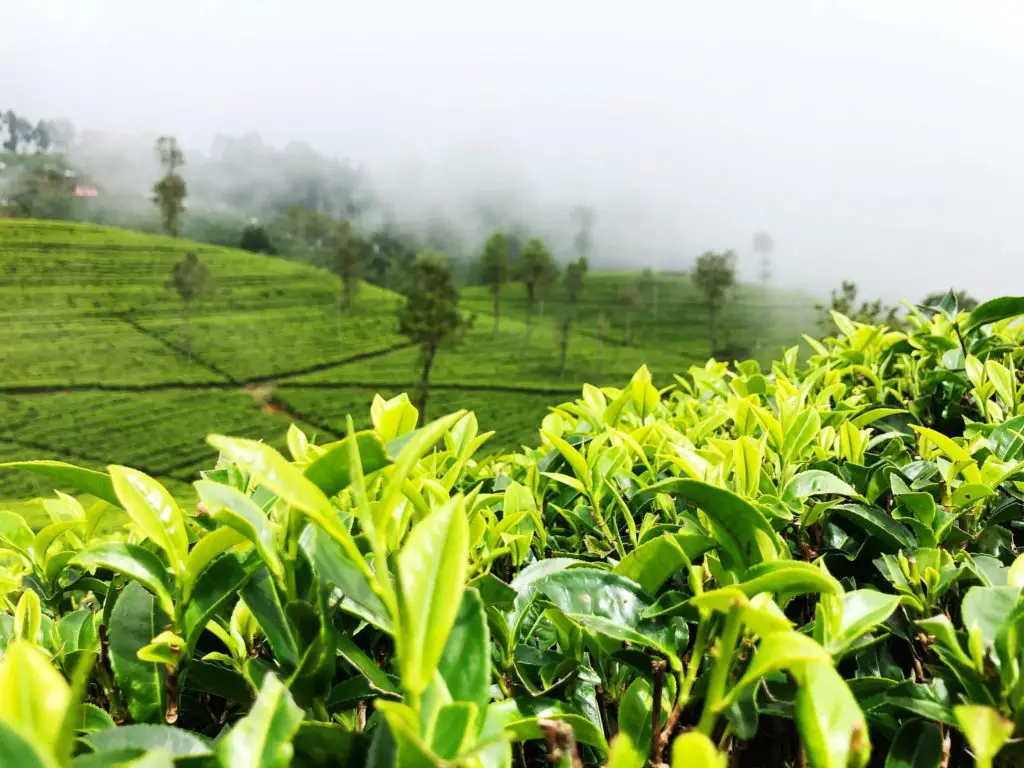 unexplored places in Sri Lanka, Nuwara Eliya, tea plantations, tea leaves