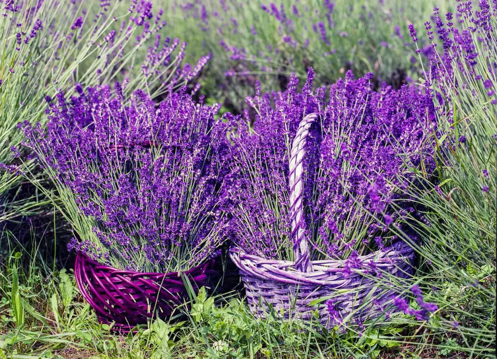 lavender fields california, lavender, basket, nature