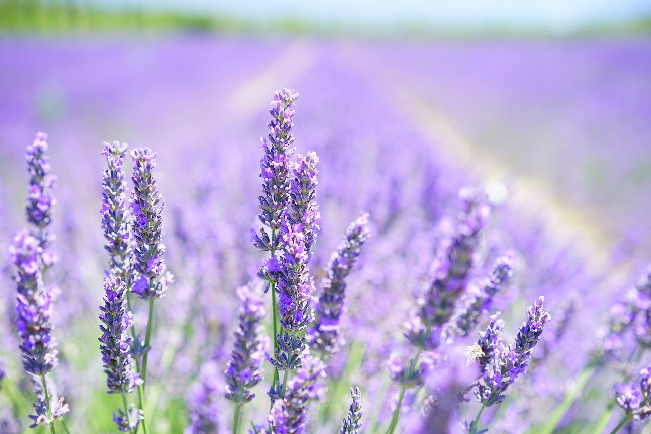 beautiful lavender fields in California, Lavender, purple flower