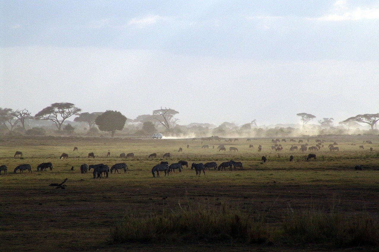 hidden gems in Kenya, Maasai Mara National Park, zebras, wild animals grazing