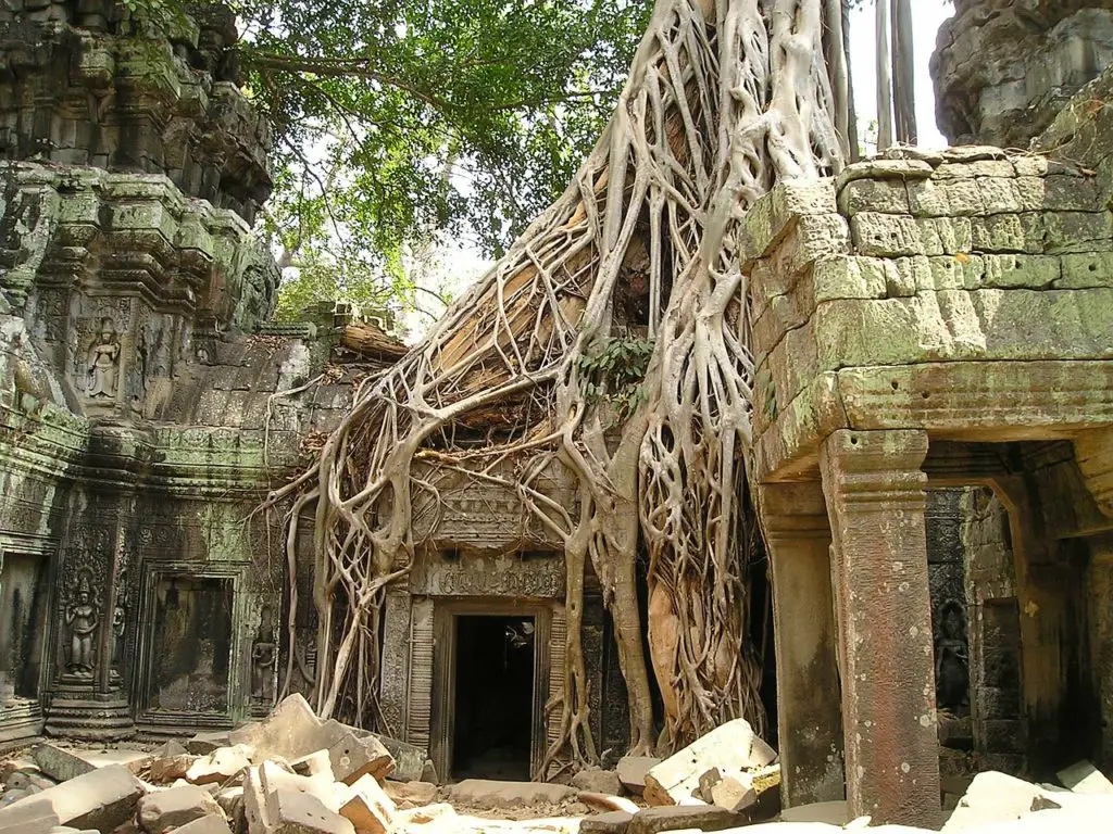 angkor wat, root, cambodia-469.jpg