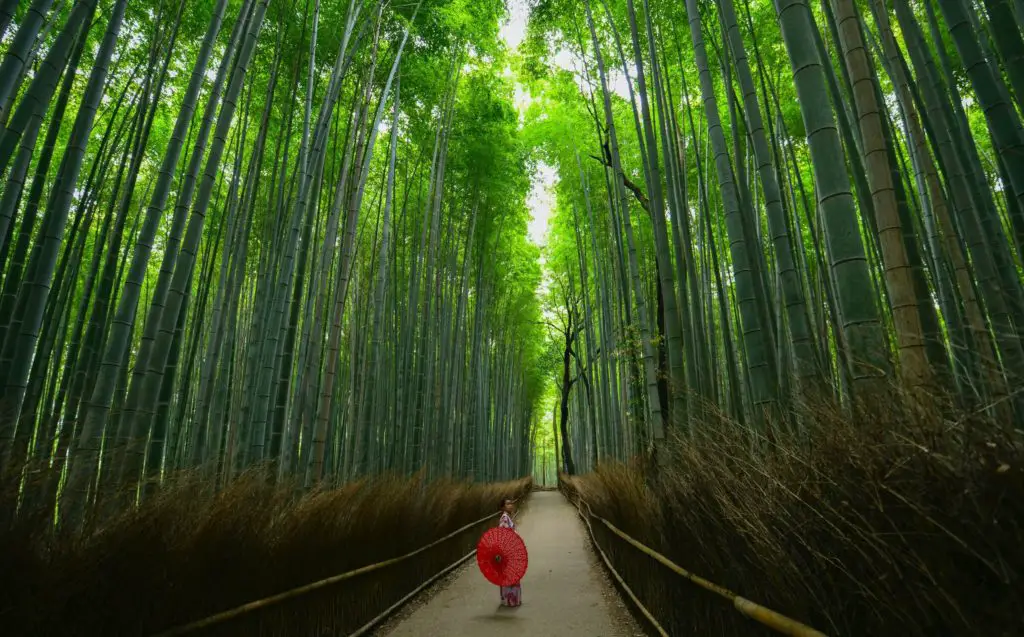 off the beaten track in Japan, Arashiyama Bamboo Forest, Kyoto