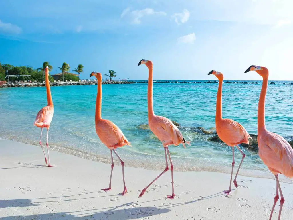 short getaway in Malaysia, Aruba, Flamingos on beach