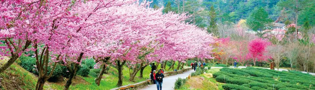 underrated places in Taiwan, Taichung, Cherry blossom tree