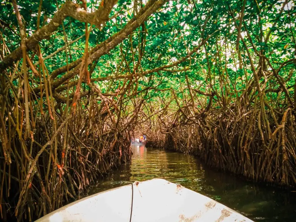 unexplored places in Sri Lanka, Madu Ganga, Mangrove Forest